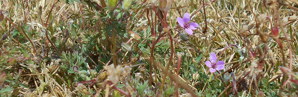 COMMON STORKSBILL Erodium cicutarium